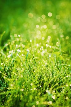 Drops of dew on the grass, lighted a morning light
