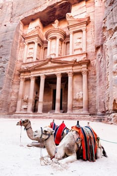 Two camels in front of Al Khazneh in Petra, Jordan