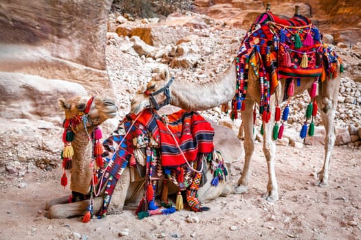 A pair of camels covered by colorful rugs in Petra, Jordan