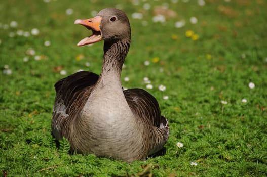 Greylag goose