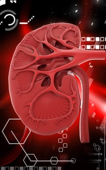 Digital illustration of kidney in colour background