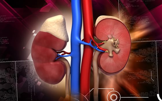 Digital illustration of kidney in colour background
