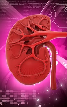 Digital illustration of kidney in colour background