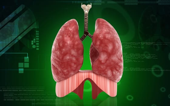Digital illustration of human lungs in colour background