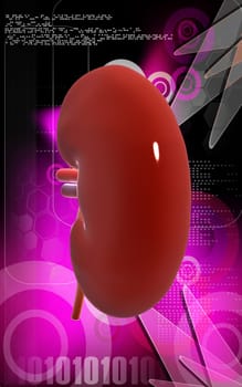 Digital illustration of kidney in colour background