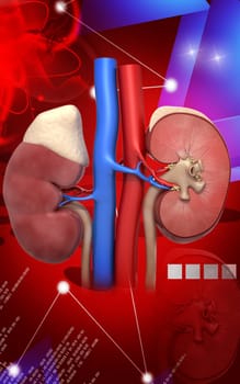 Digital illustration of kidney in colour background