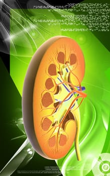 Digital illustration of kidney in colour background