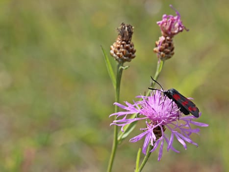 Six-spotted ram (Zygaena filipendulae) on meadow flake flower (Centaurea jacea)