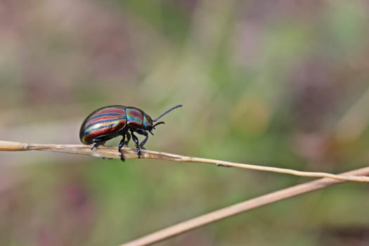 Rainbow leaf beetle (Chrysolina cerealis) on blade of grass