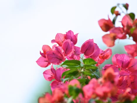 Bouganvilleas