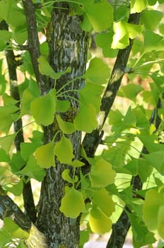 Ginkgo