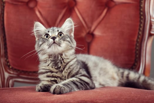 Kitten relaxing on a baroque armchair