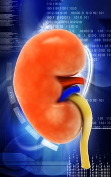 Digital illustration of kidney in colour background