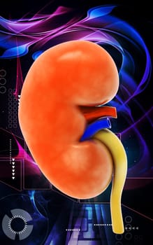 Digital illustration of kidney in colour background