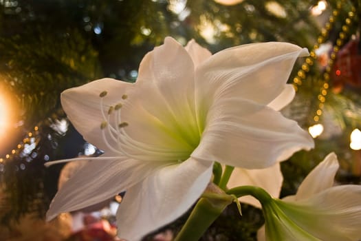 Christmas Lily