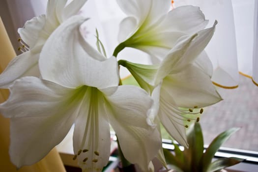 blossomed lily