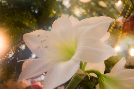 Christmas Lily