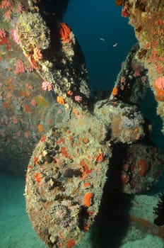 Wreck in the Maldives