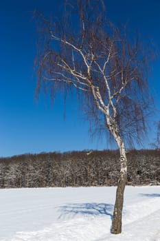 Birch in winter
