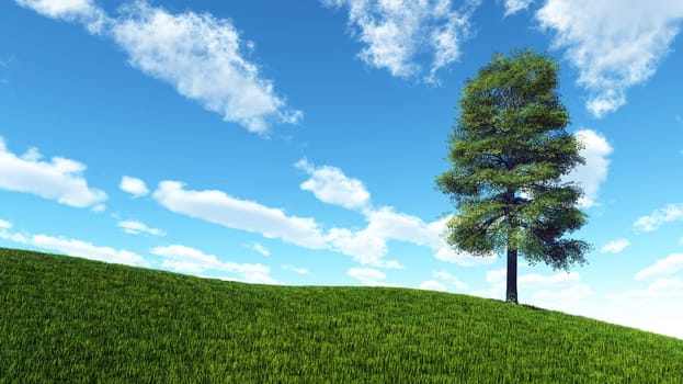 Lone tree in summer