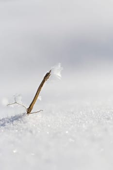 Winter Snow Bokeh 2