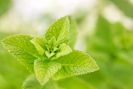 Lemon balm Bokeh horizontal