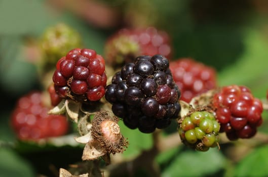 Blackberries