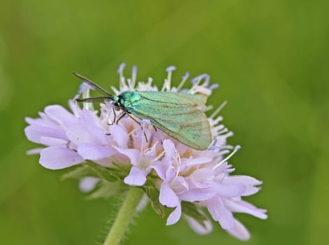 Sunrose Green Ram (Adscita geryon) on widow's flower