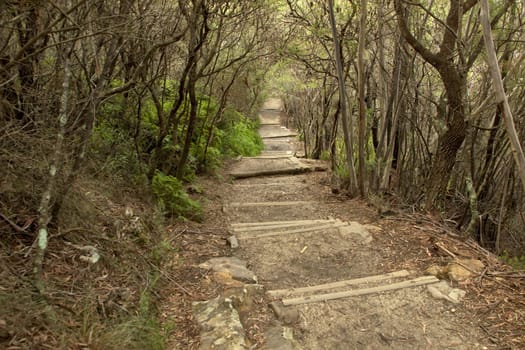 A path in an overgrown forest