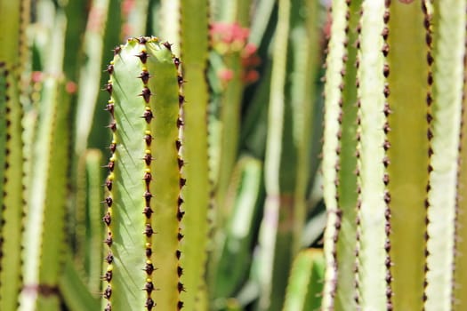 Cactus Background