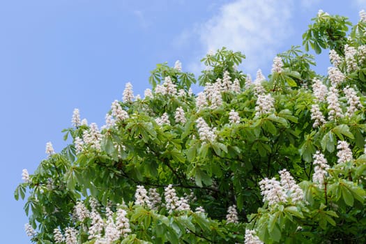 When the chestnut tree blooms
