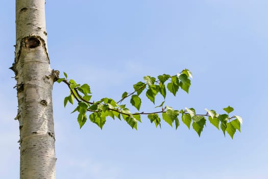 Birch leaves against a blue sky