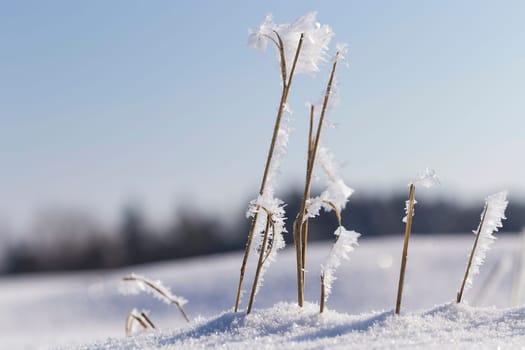 Frosty straws