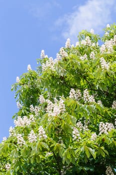 Chestnut tree flowers vertical