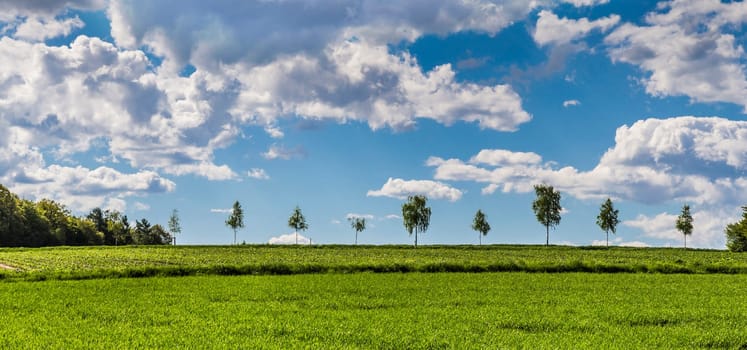 Trees on the horizon