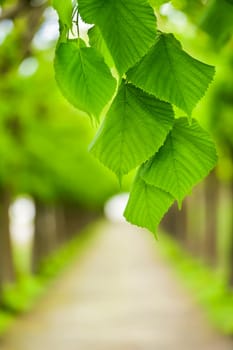 Green leaves in front of tree avenue