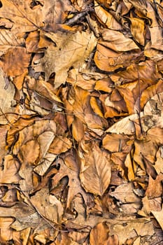 Autumn leaves background