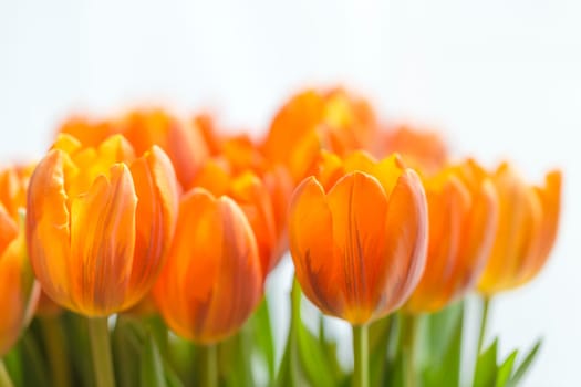 Yellow tulips against a white background