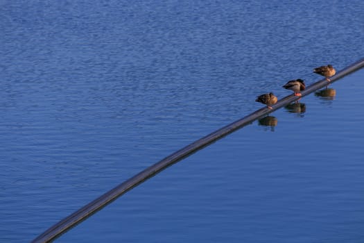 Three ducks on a hose in the water