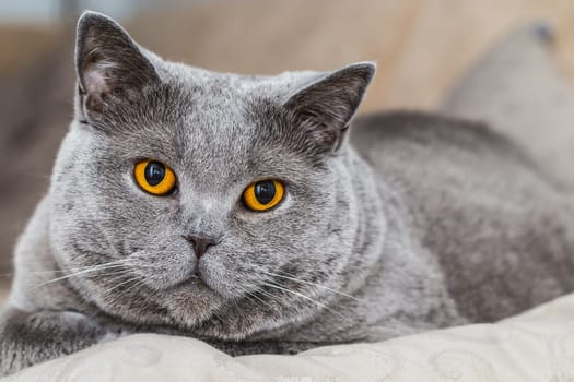 Grey Cat - British Shorthair