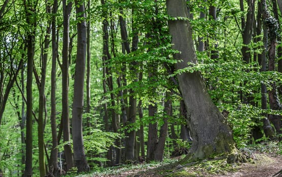 The big tree in the forest