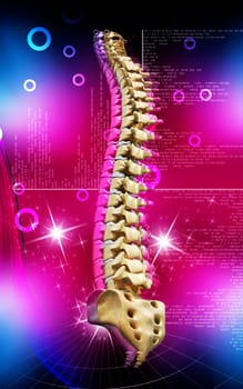 Digital illustration of back bone in colour background