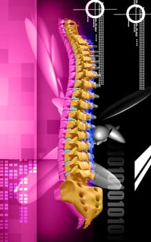 Digital illustration of back bone in colour background