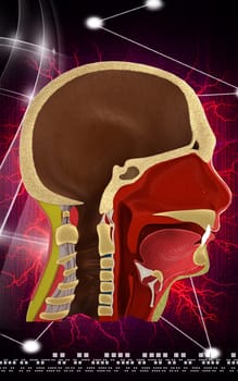 Digital illustration of brain in colour background