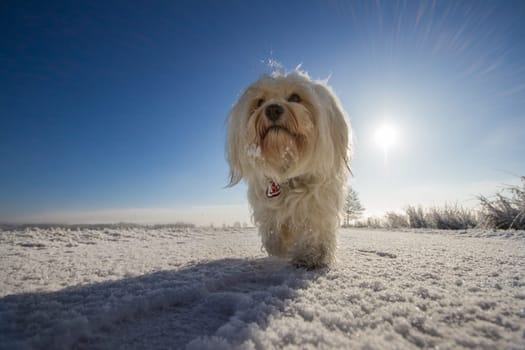 A dog runs leisurely towards the photographer and looks slightly over the camera. In the back of the dog,the sun shines over the winter landscape.