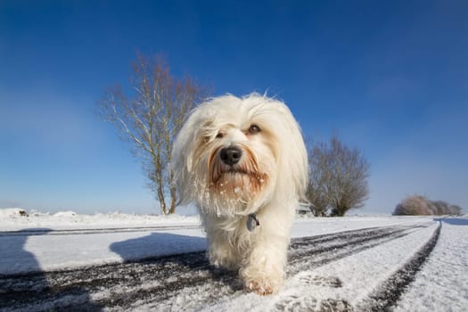 Very slowly and calmly,the little dog comes after the photographer has called him in the background a few trees and a blue sky.