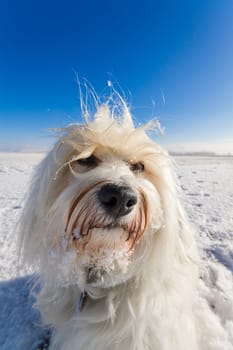 Scrubbed dog with a wide-angle lens Photographed,in the background a blue sky and a winter landscape.