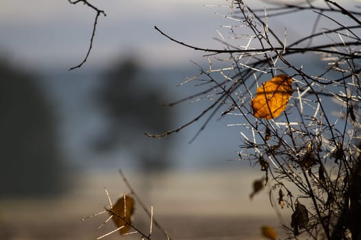 A single autumnal orange leaf on a shrub and illuminated by the sun. In the background a blurred landscape.