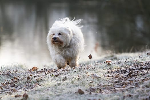 A small white Havanese runs across a meadow covered with hoarfrost at a lake