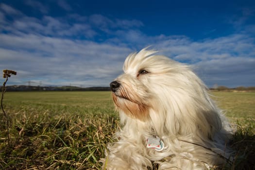 A Havanese lies in the meadow and is blown by a stormy breeze and looks into the distance. In the background a beautiful blue sky with a few clouds.